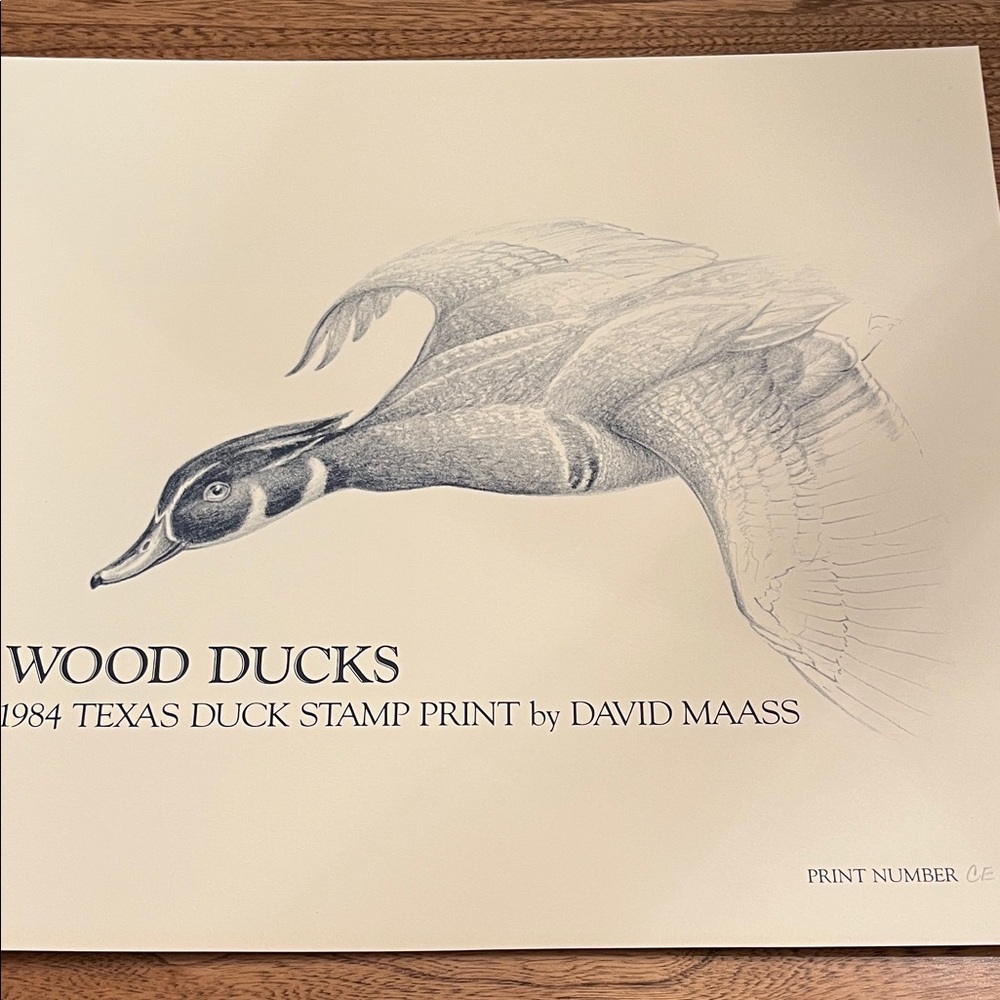 Wood Ducks Print by David Maass